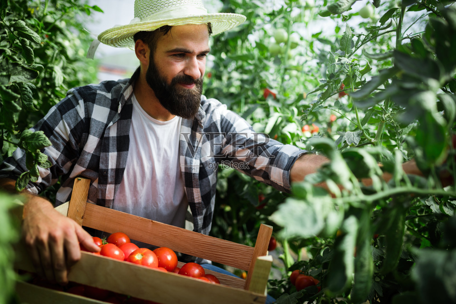 有吸引力的快乐的男性农民在温室工作照片摄影图片