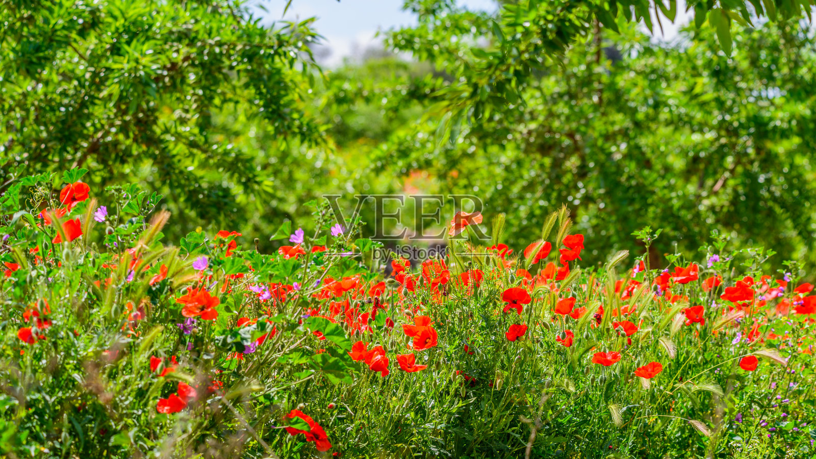 罂粟田和杏树照片摄影图片