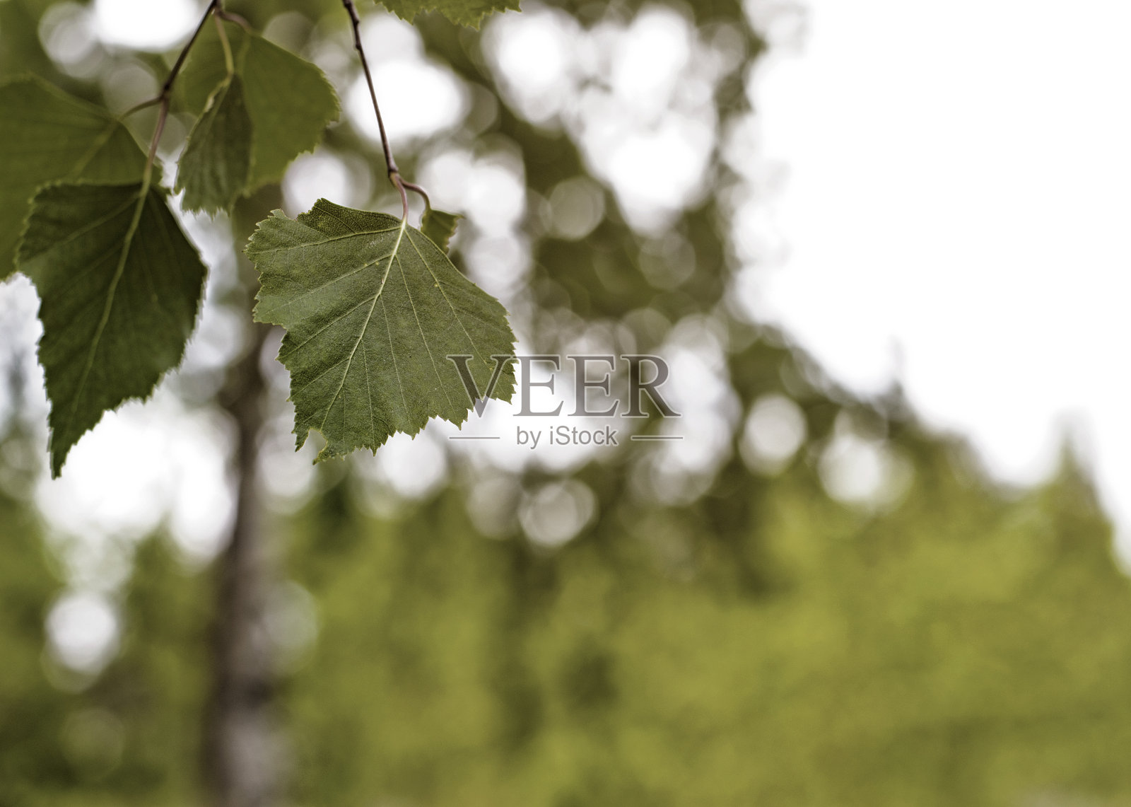 森林的放射性污染。辐射的危险。照片摄影图片