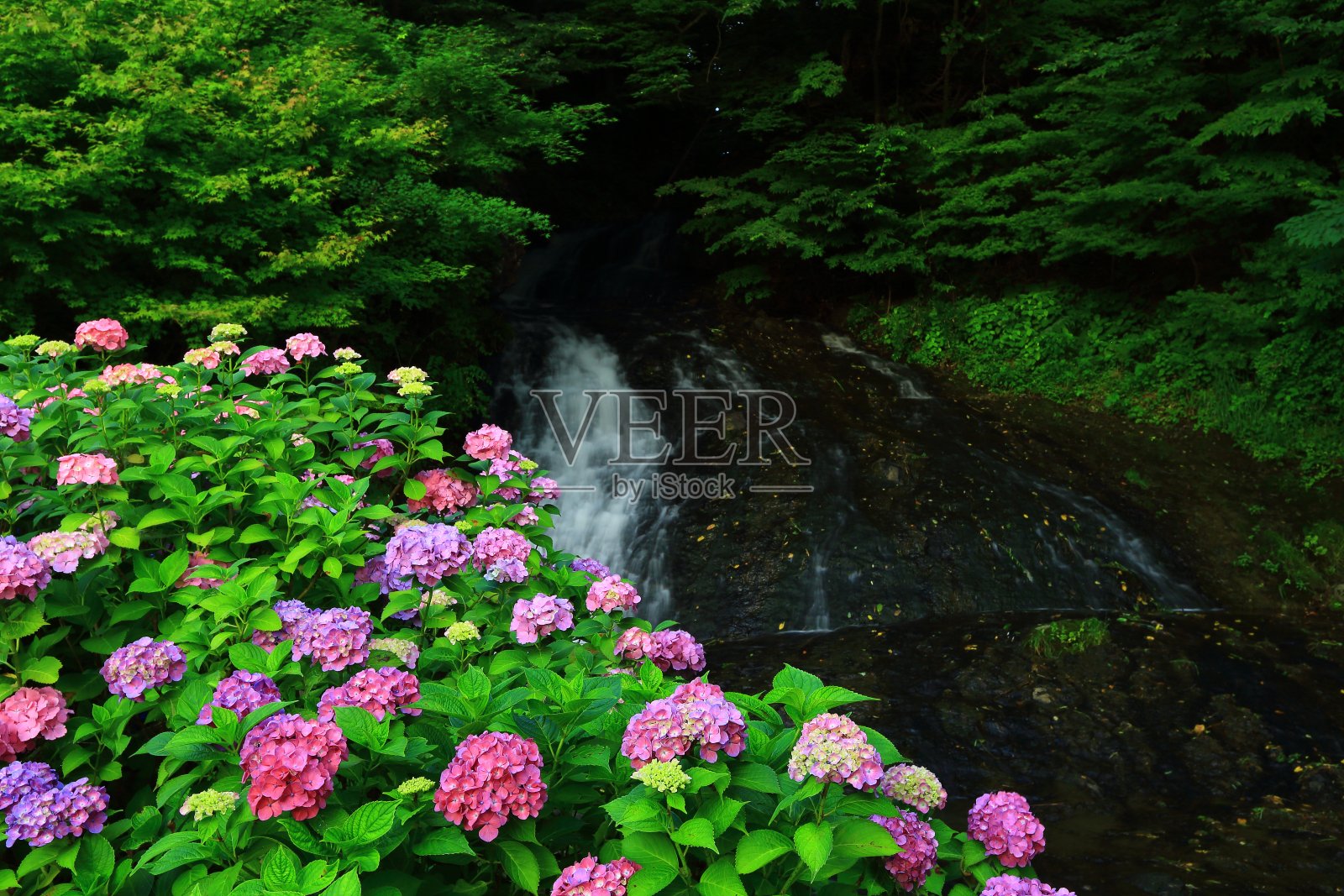 水磨和绣球花照片摄影图片