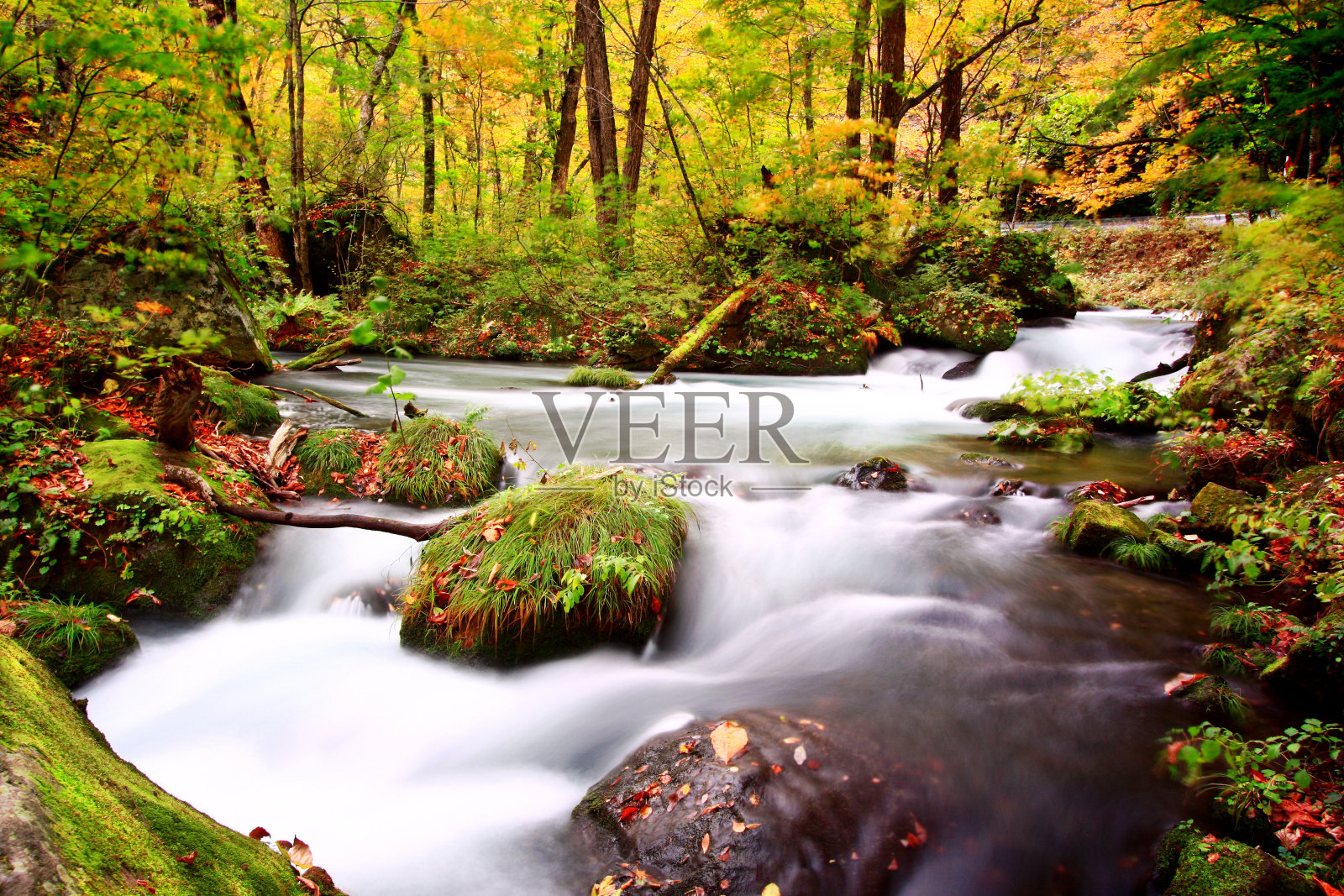 花濑在秋叶中行走照片摄影图片