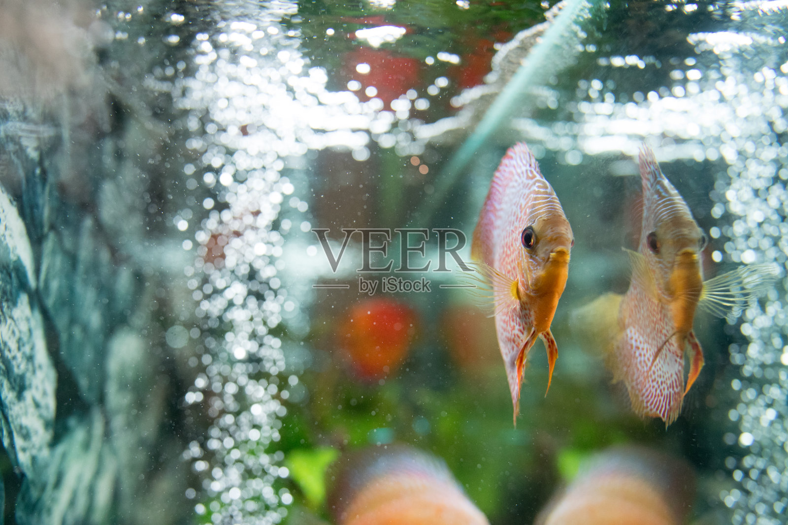 鱼缸里的鱼照片摄影图片