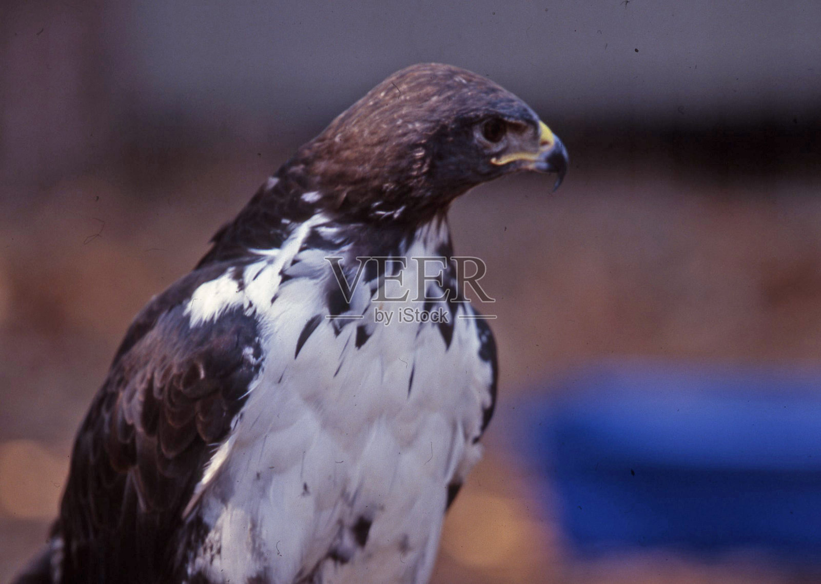 一个秃鹰照片摄影图片