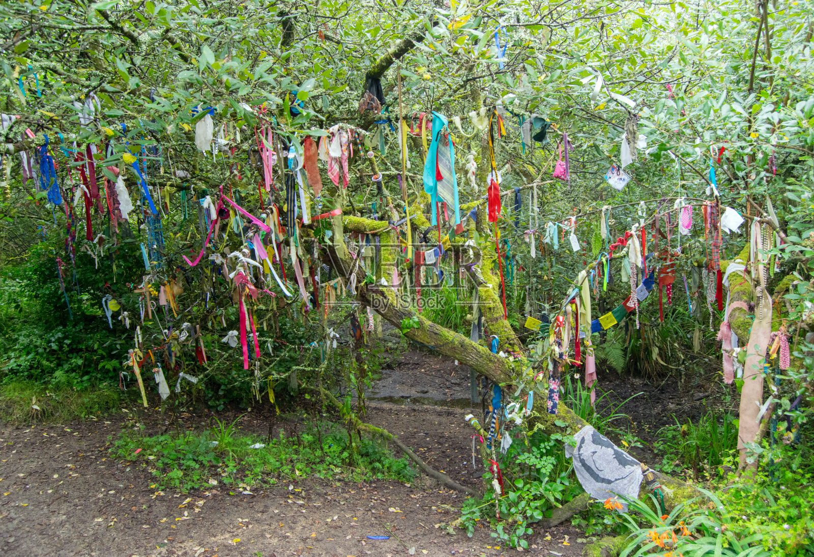 克鲁蒂树，马德隆，英国康沃尔照片摄影图片
