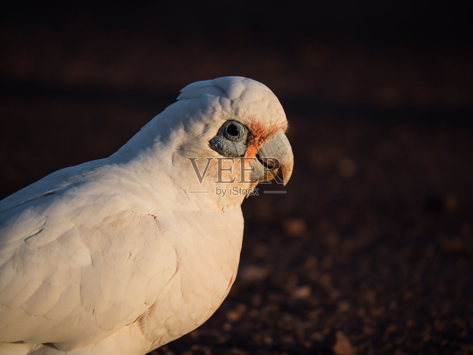 小科瑞拉，裸眼凤头鹦鹉，血迹凤头鹦鹉，短嘴科瑞拉，小科瑞拉，蓝眼凤头鹦鹉照片摄影图片
