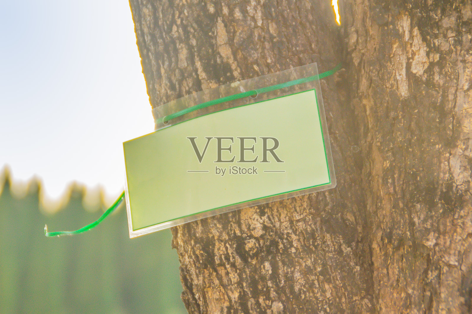 片状和灰色棕色树皮纹理缅甸红木(大果Pterocarpus)树干背景。它是一种原产于亚洲东南部季节性热带森林的树。照片摄影图片