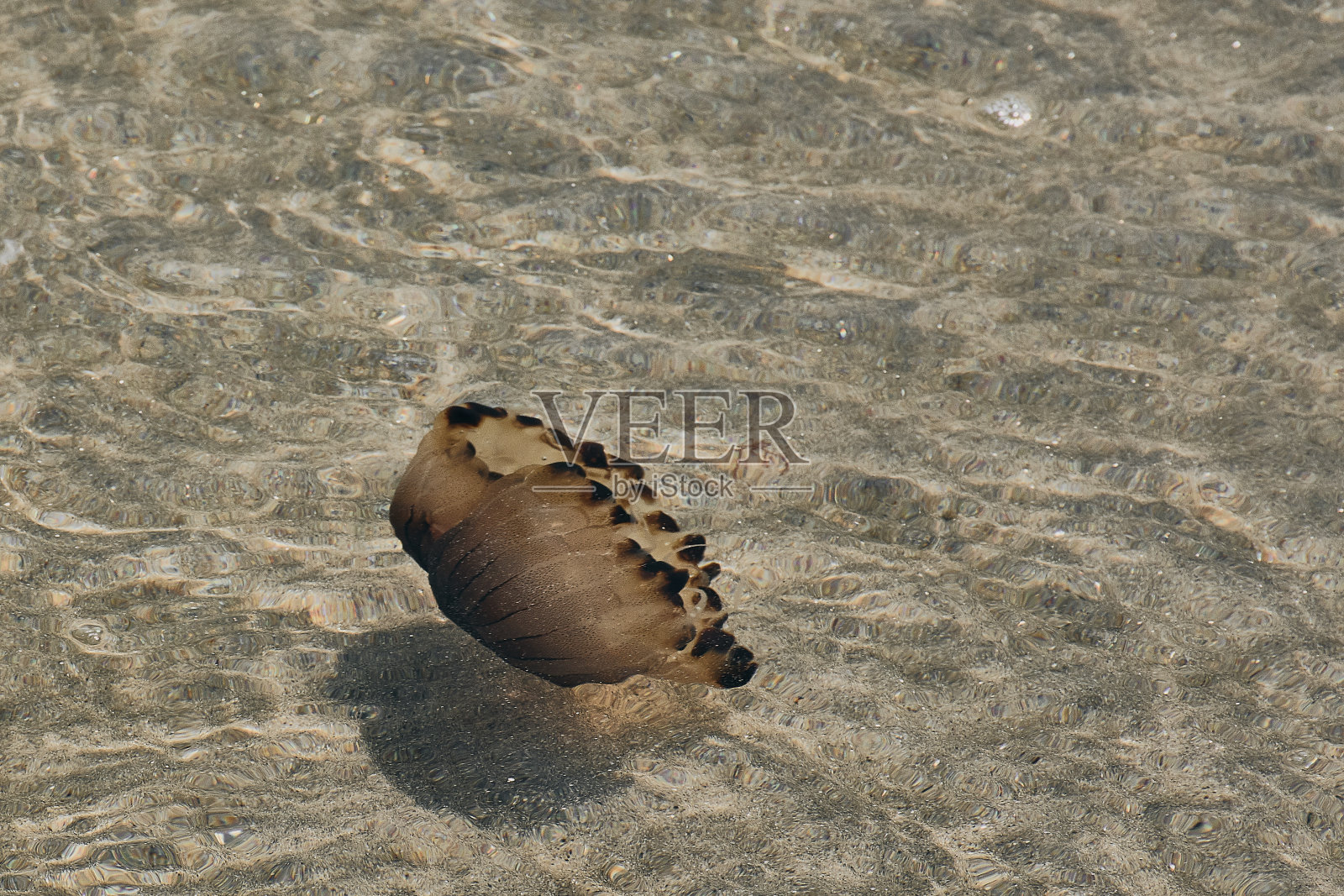 指南针水母照片摄影图片