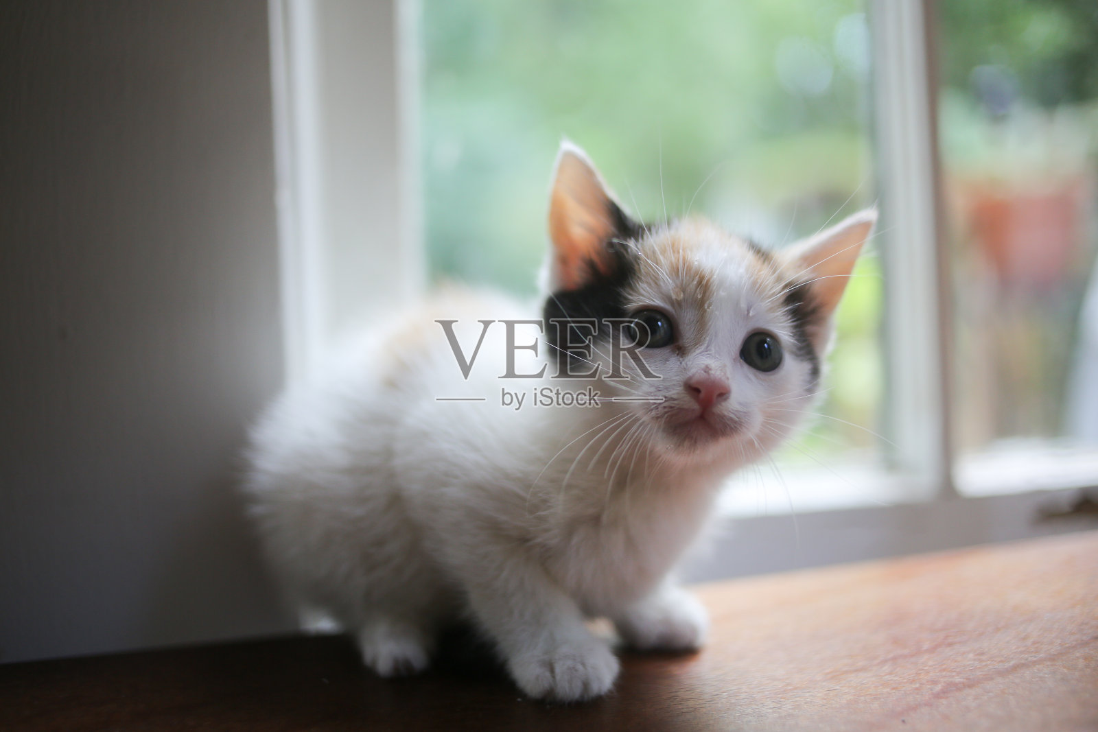 小印花布小猫在自然光窗前的木桌上照片摄影图片