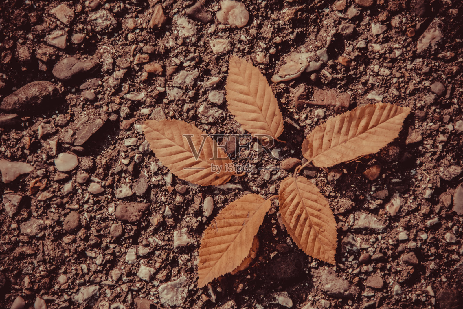 秋叶下降照片摄影图片