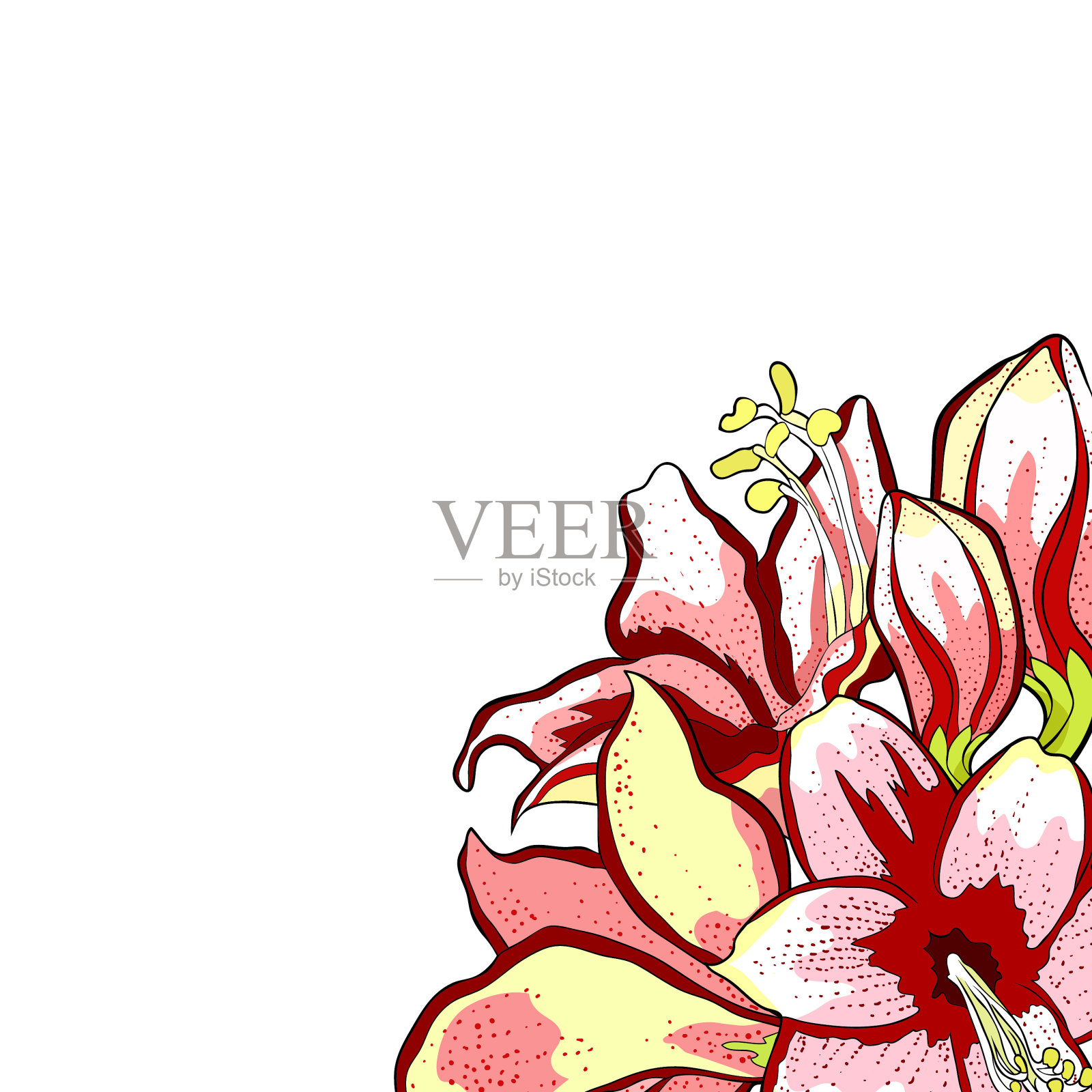 孤挺花朱顶红矢量图插画图片素材