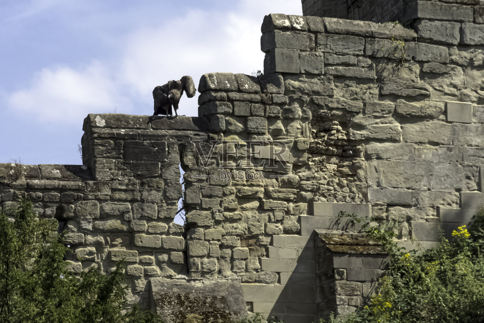 年轻的安第斯秃鹰(鹰头狮)在沃里克的墙上照片摄影图片