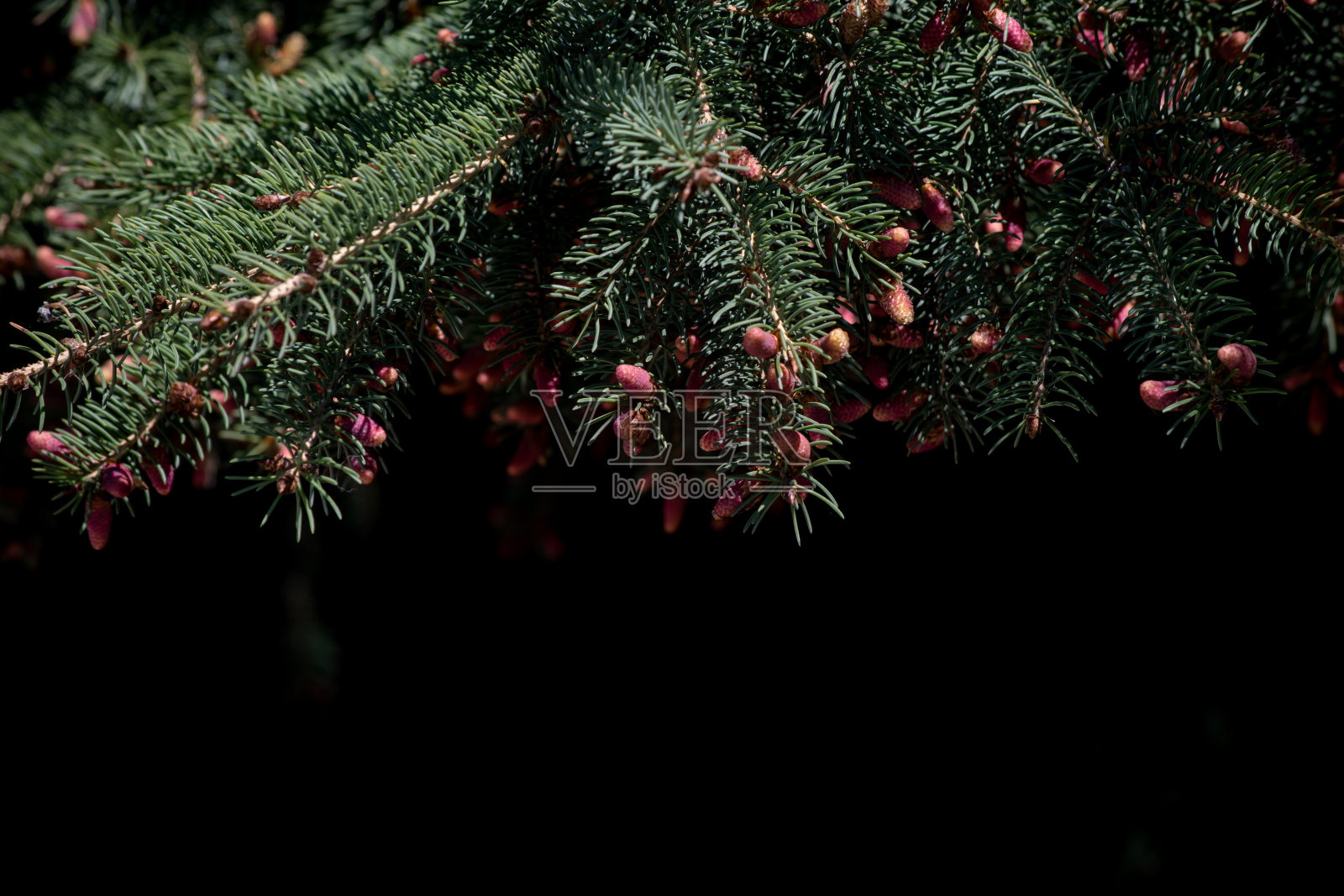 松树照片摄影图片