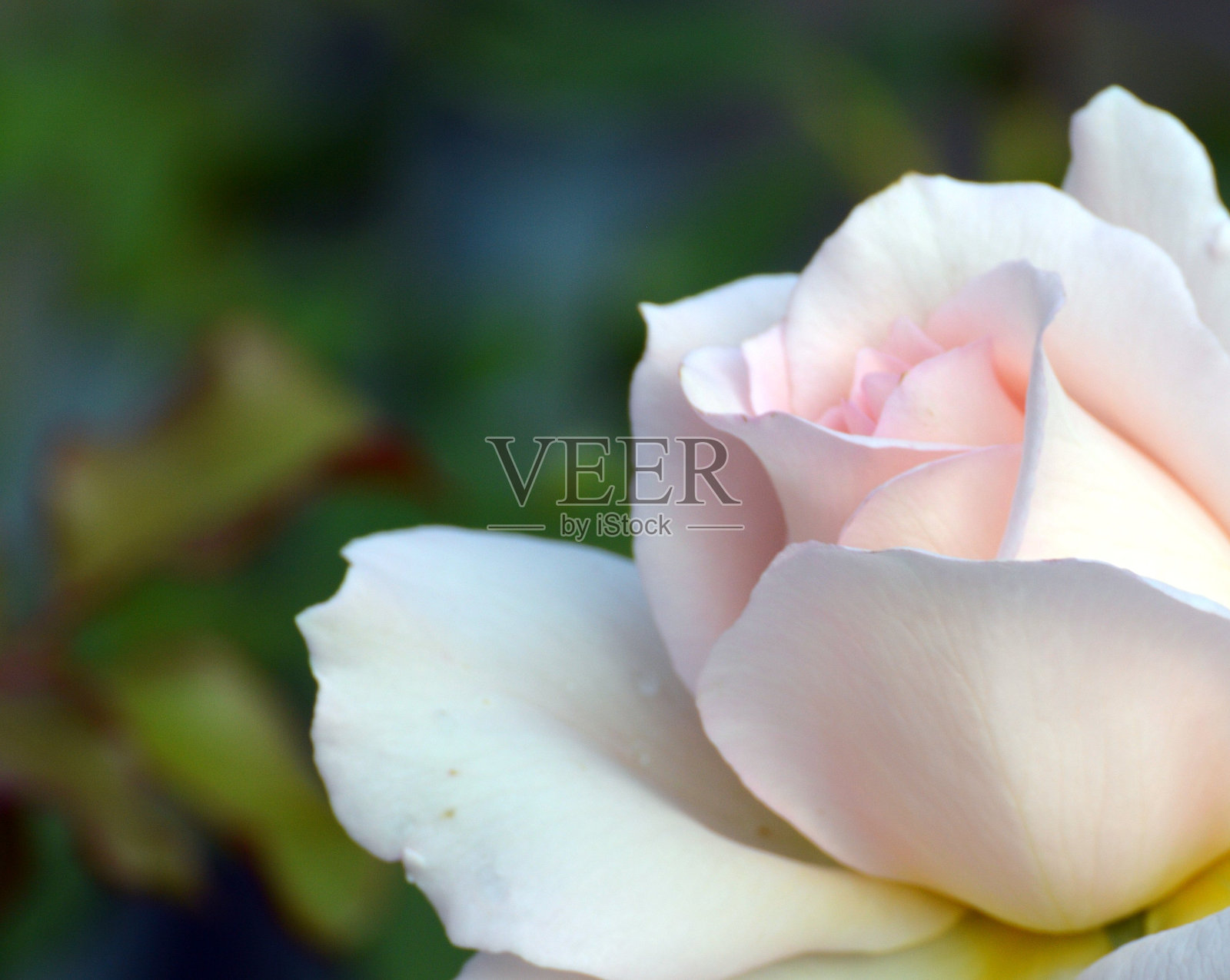 英国玫瑰照片摄影图片