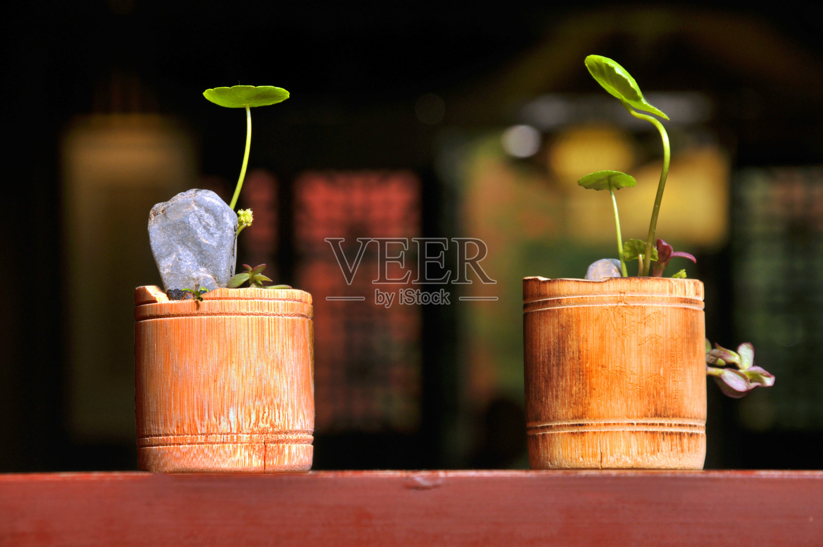 盆栽植物照片摄影图片