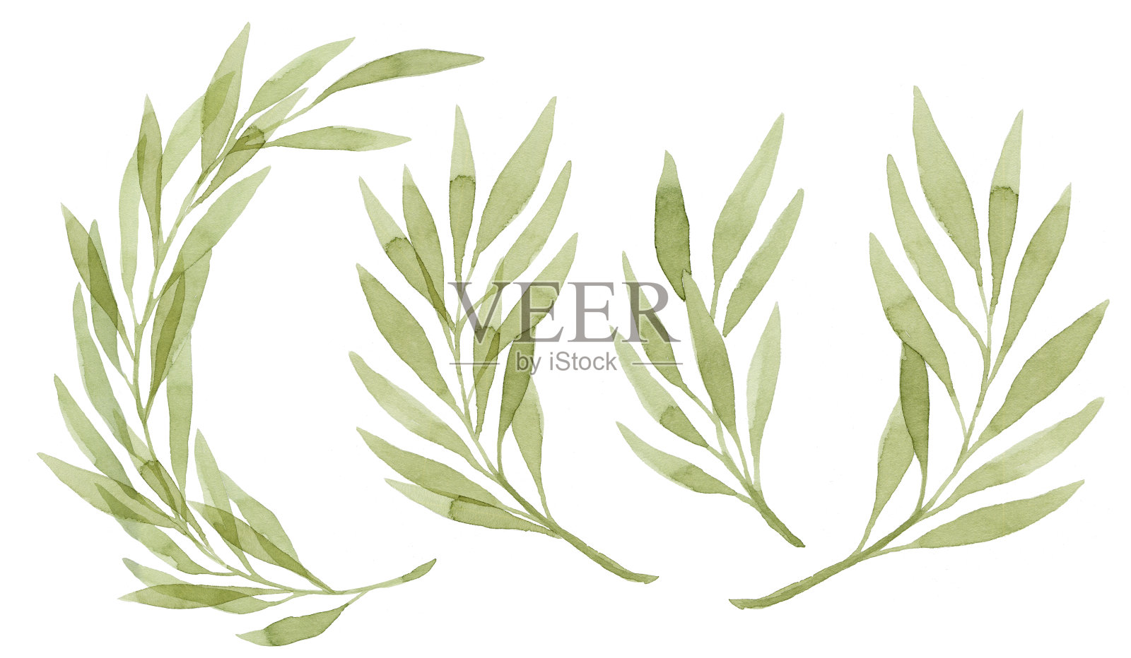 一套秋叶柳枝水彩画。植物插图。插画图片素材