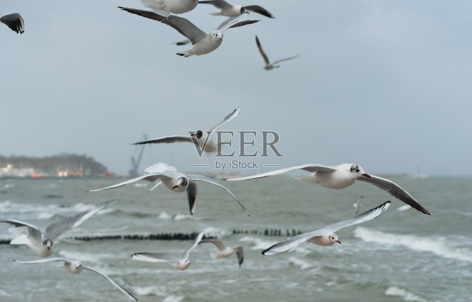 海鸟展翅飞翔，海鸥飞翔照片摄影图片