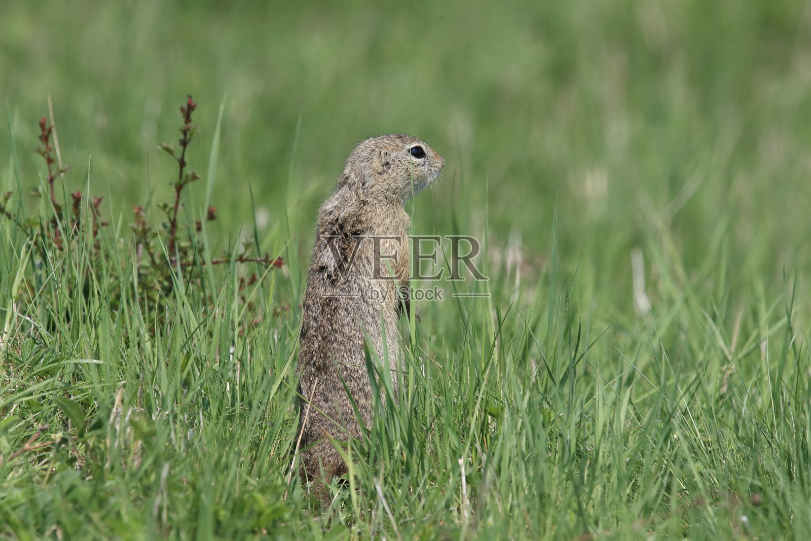 欧洲地松鼠(黄鼠狼)，林蛙-捷克照片摄影图片