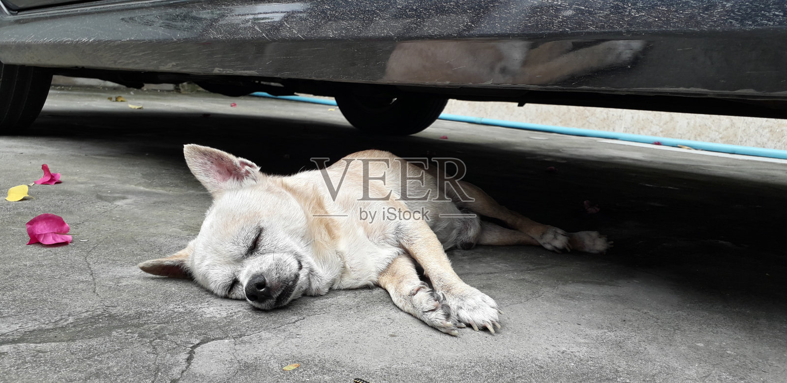 动物/野生动物照片摄影图片