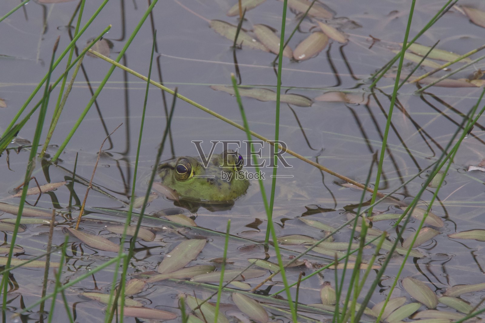 美国牛蛙是一种两栖蛙。照片摄影图片