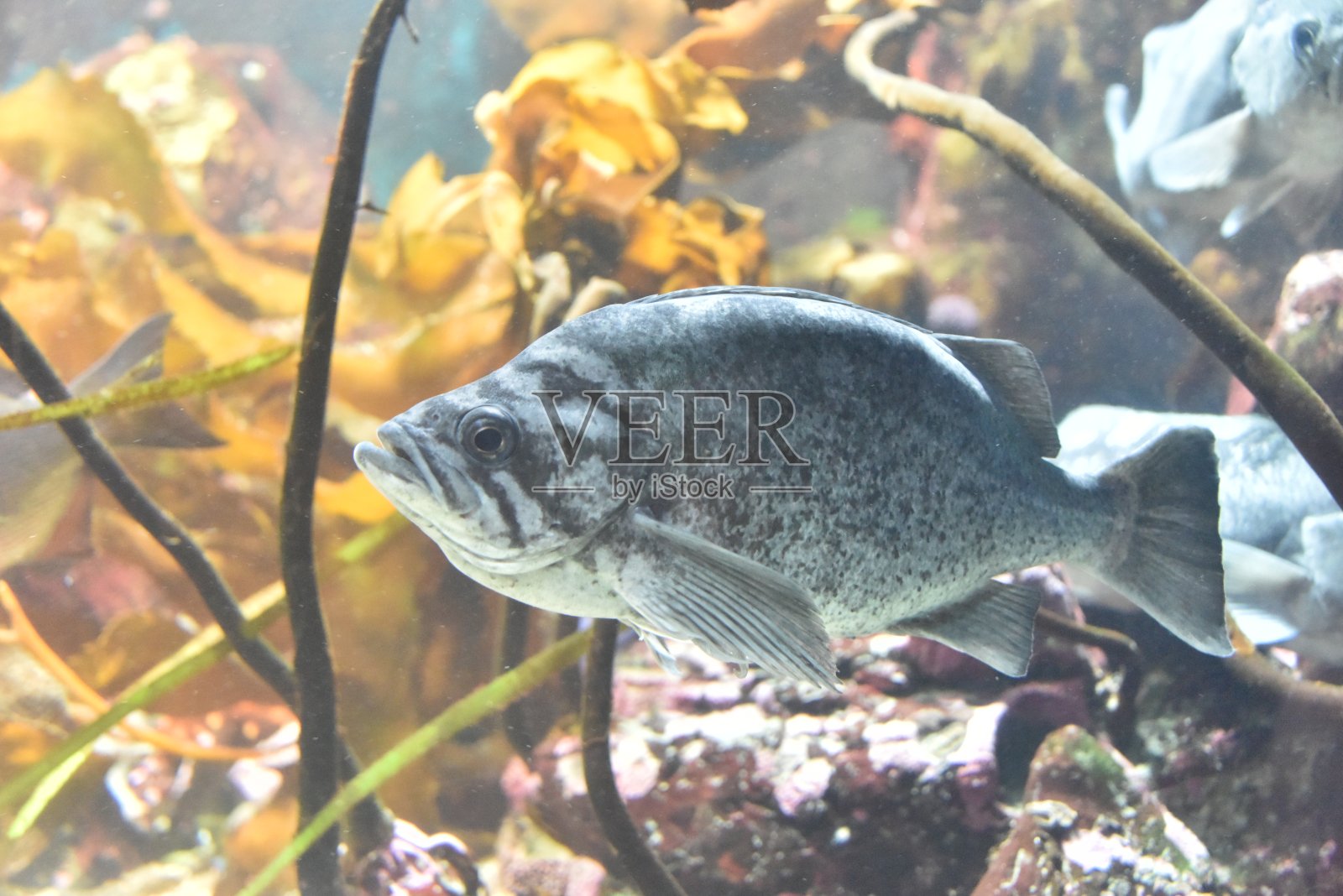 蓝色Seaperch照片摄影图片