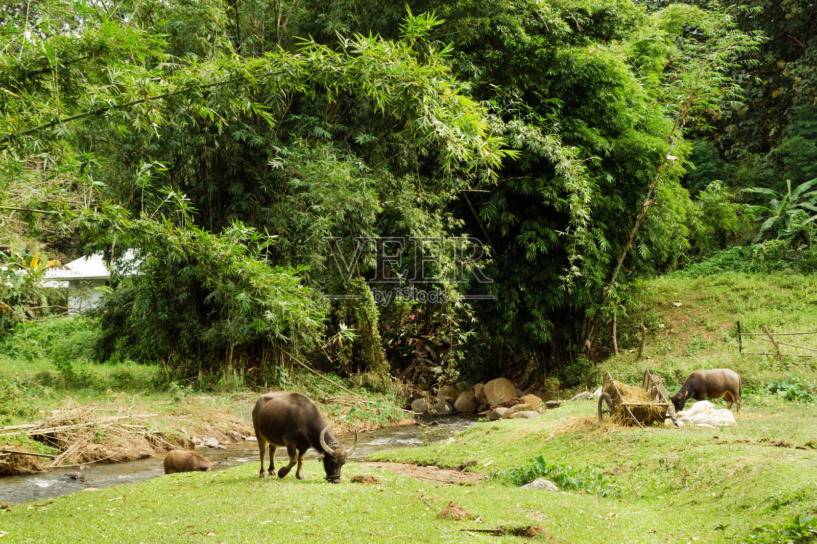 乡村景观与水牛在草地附近的山河和竹林。清岛,泰国。照片摄影图片