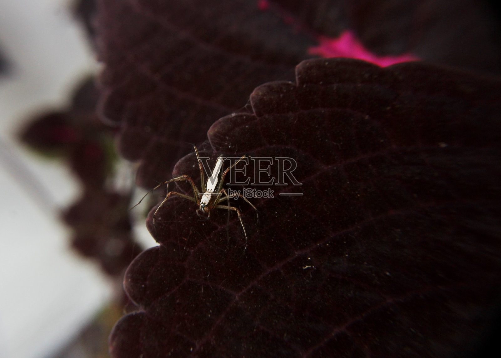 在斯里兰卡的一个家庭花园里，一只蜘蛛在一片彩色的叶子上的特写镜头照片摄影图片