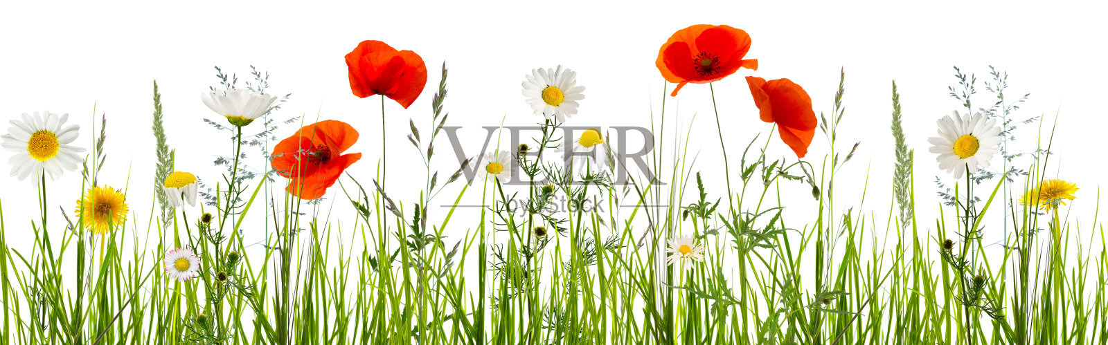 草地上孤立的野花照片摄影图片