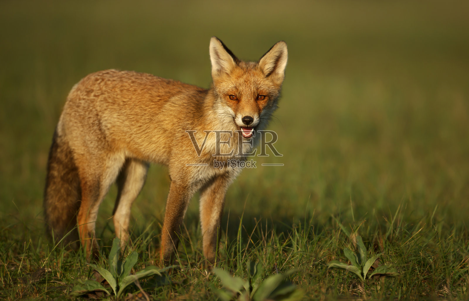 夏天，小红狐站在草地上照片摄影图片