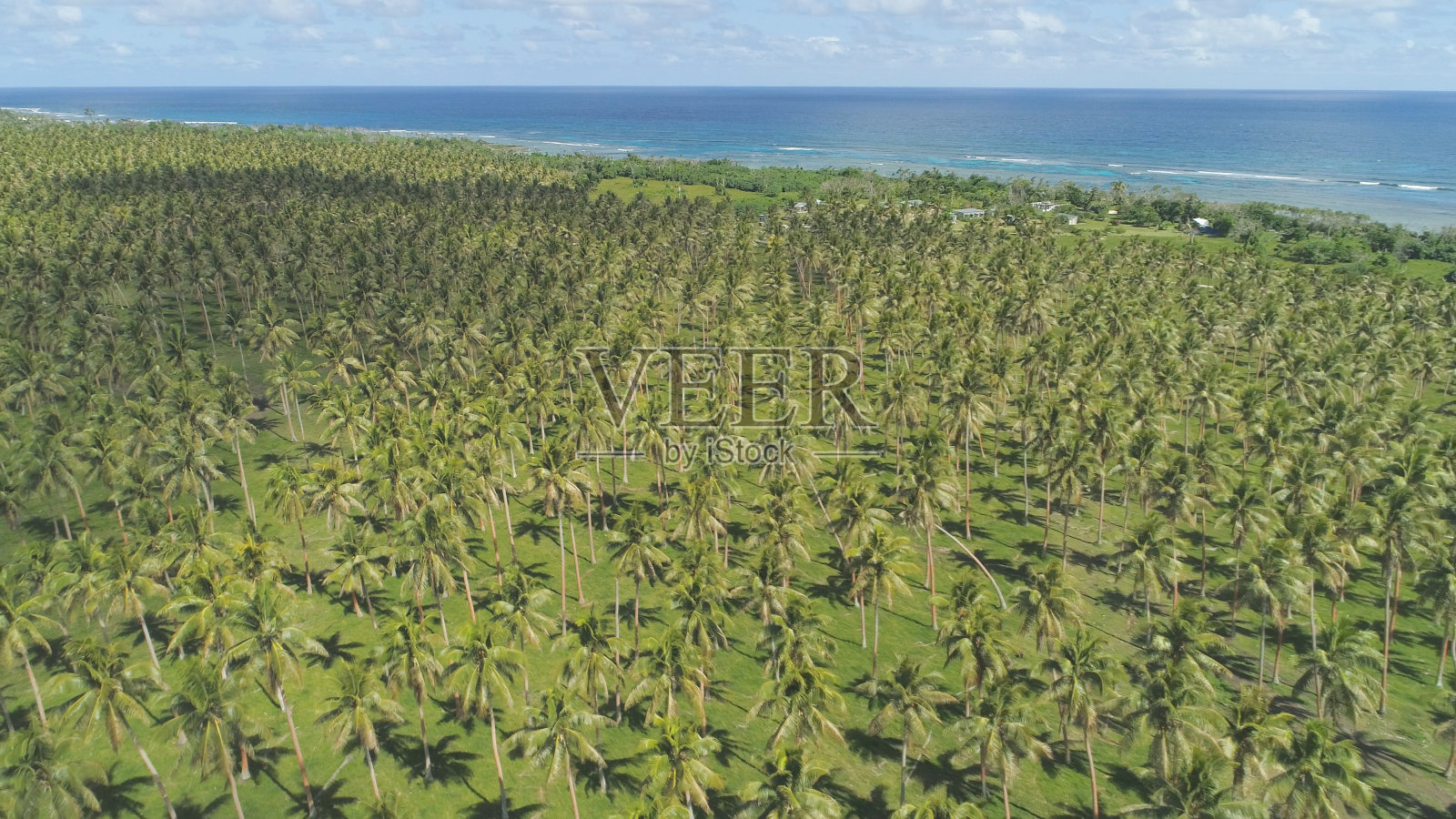 空中摄影:在偏远的热带岛屿上，飞过令人惊叹的棕榈树种植园。照片摄影图片