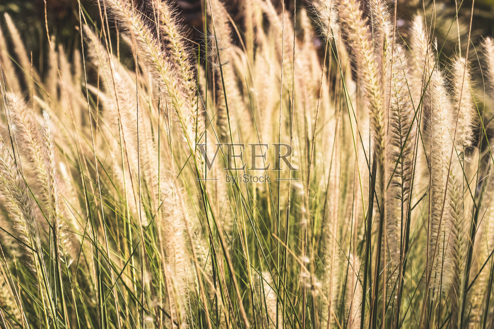 夏季日落上的观赏草地照片摄影图片