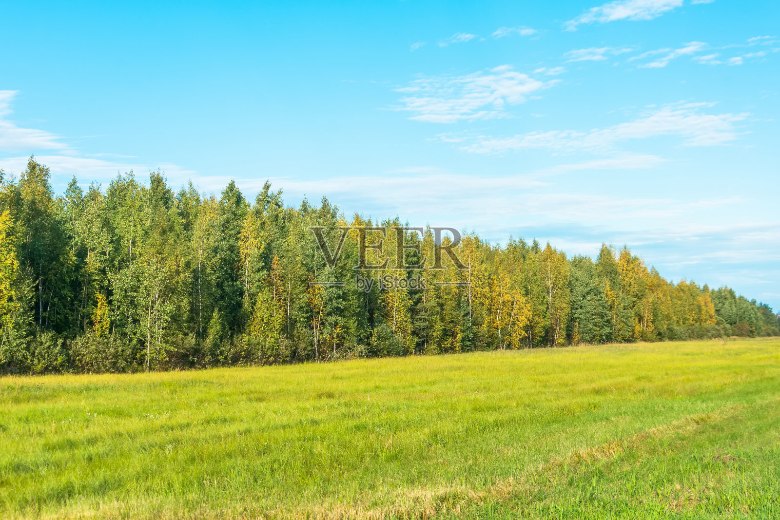 清净的森林，痛苦的初秋，晴空万里。照片摄影图片