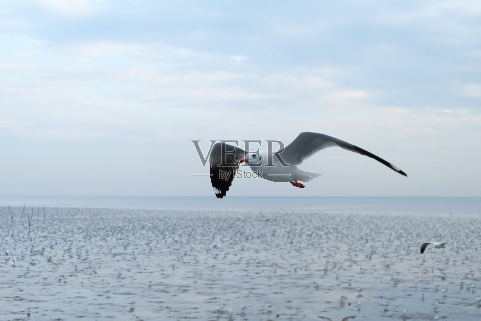 展翅飞翔的海鸥。照片摄影图片