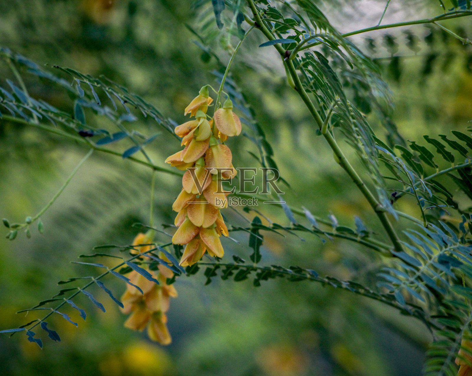 植物和花卉的收集照片摄影图片