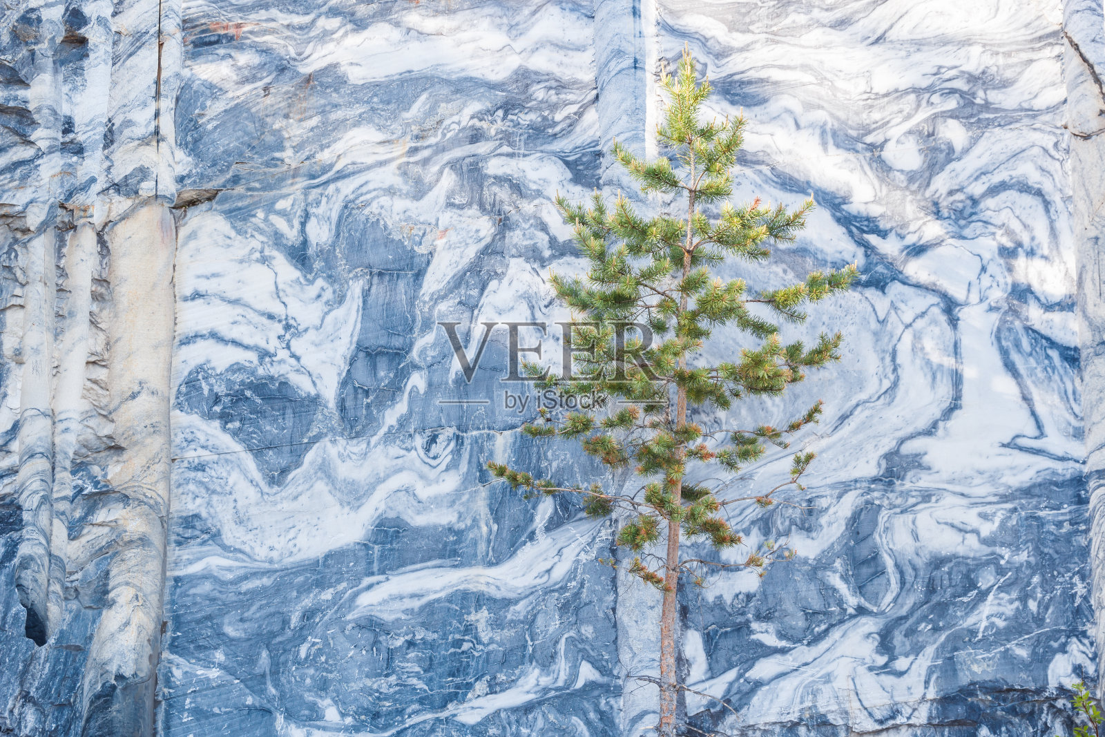 松树在大理石墙的背景上照片摄影图片