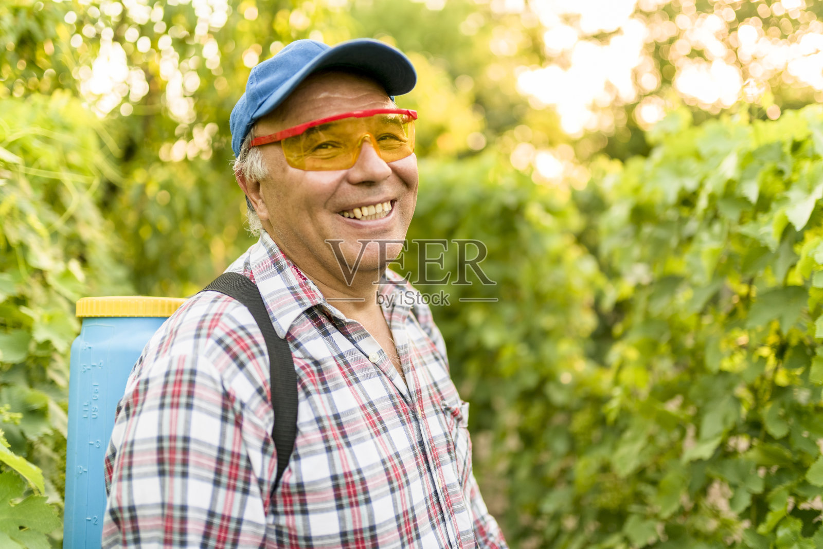 快乐的人在他的葡萄园里度过美好时光照片摄影图片