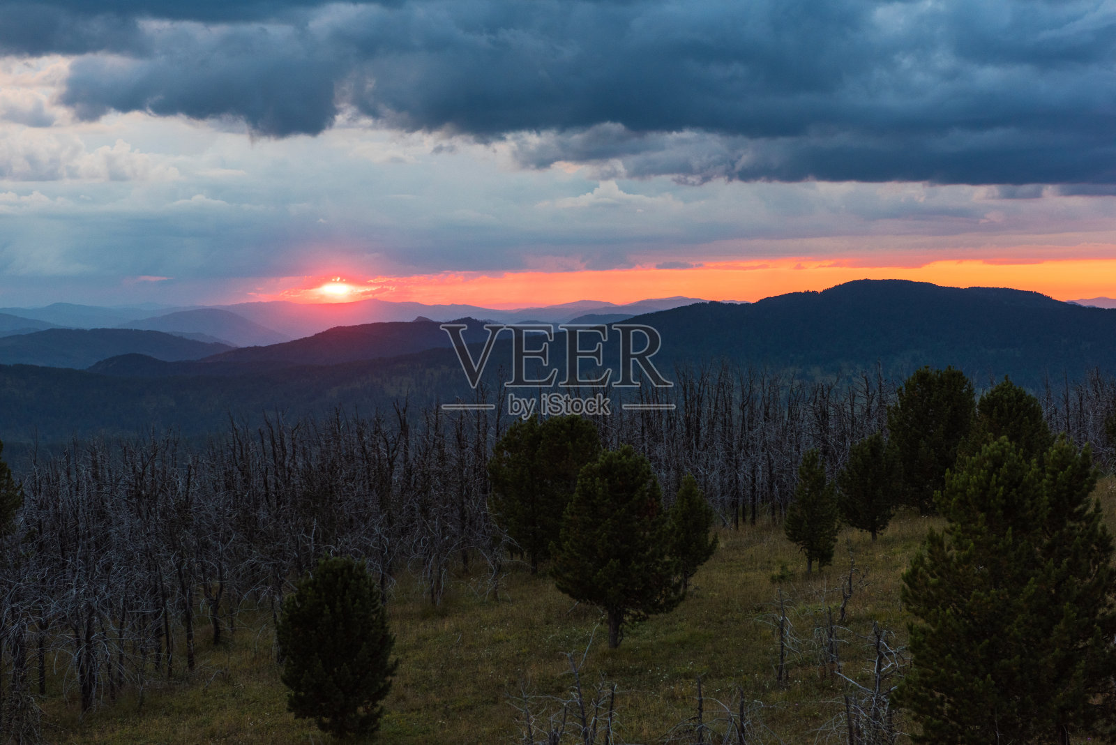 枯萎森林景观照片摄影图片