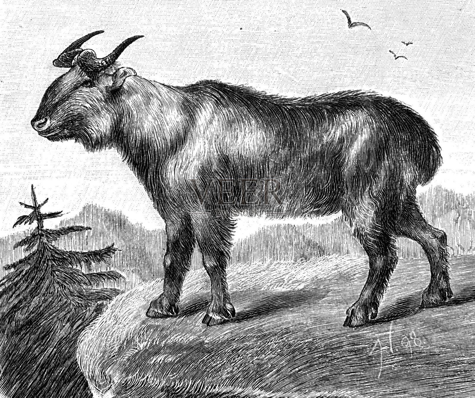 角马牛插画图片素材