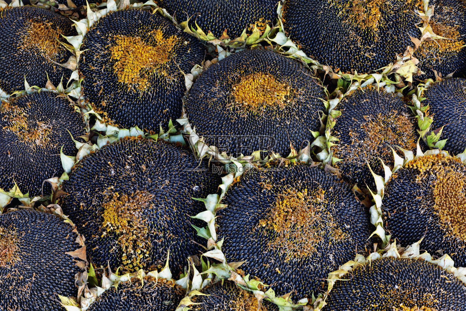 从上面拍摄的成熟的向日葵背景