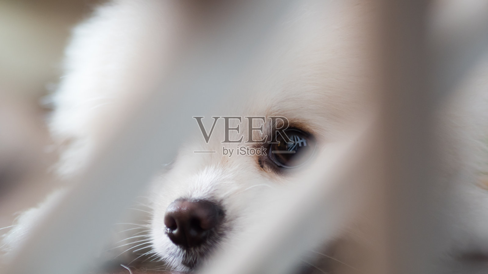 小狗被关在木栅栏里，波美拉尼亚白色小狗心情沮丧照片摄影图片