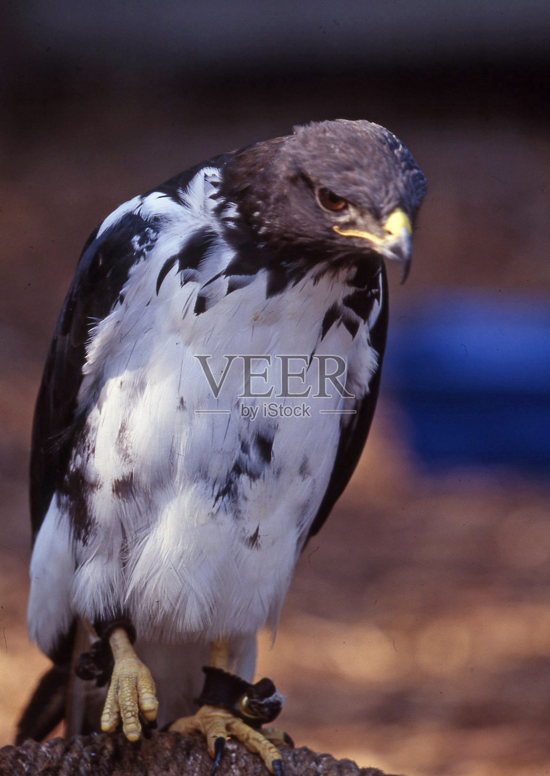 秃鹰照片摄影图片