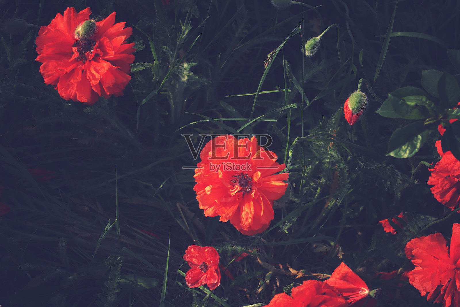 草地上的红马卡照片摄影图片