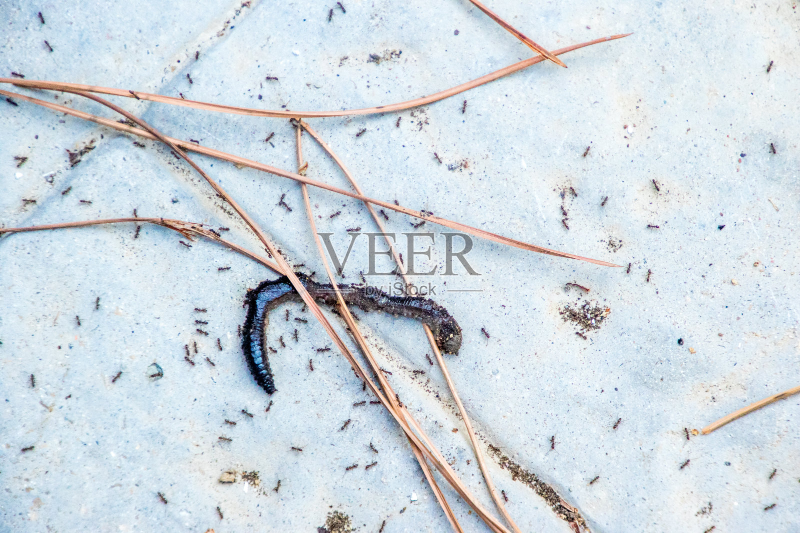 蚂蚁进餐时间照片摄影图片