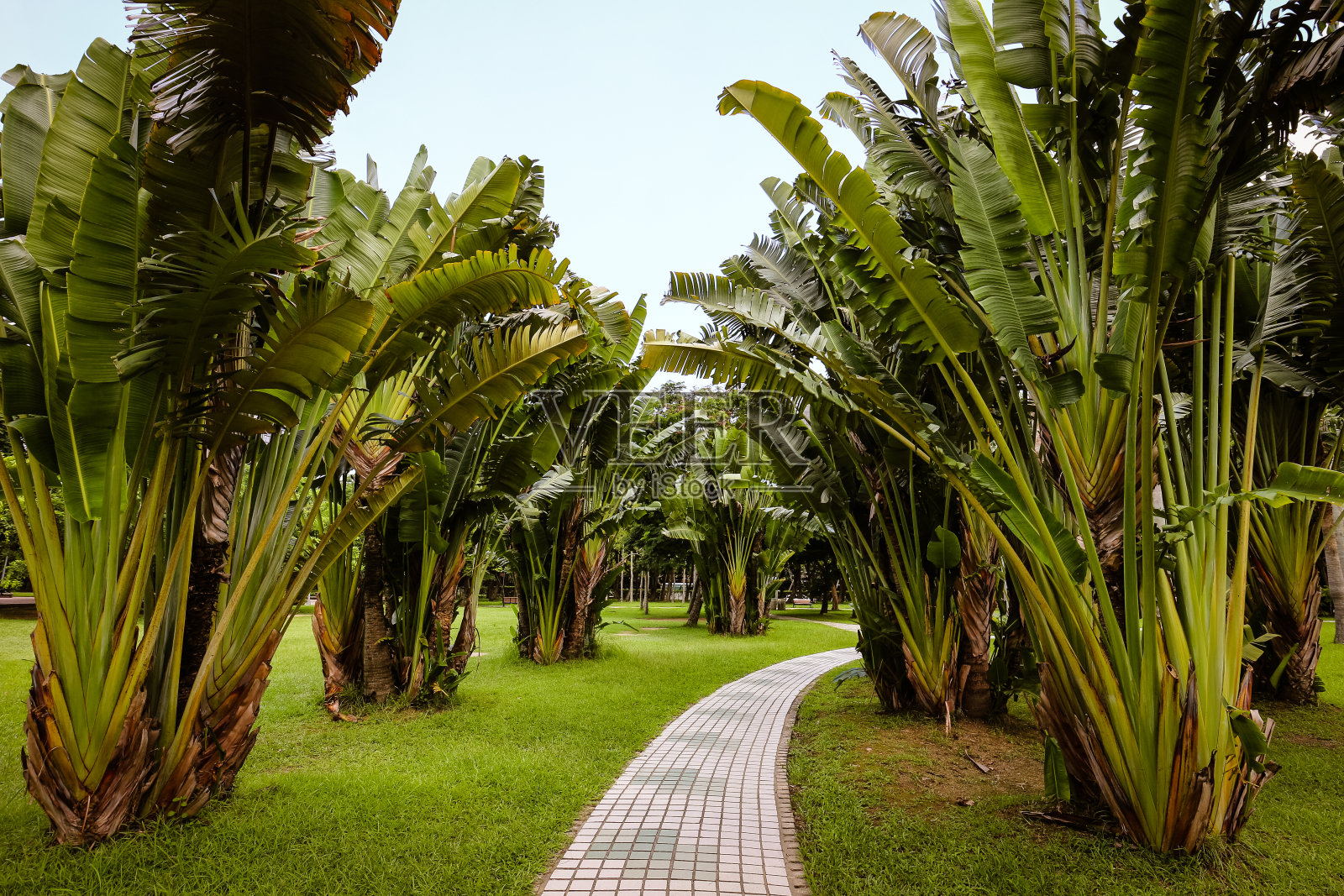 城市公园的景色。亚洲的自然风光。照片摄影图片