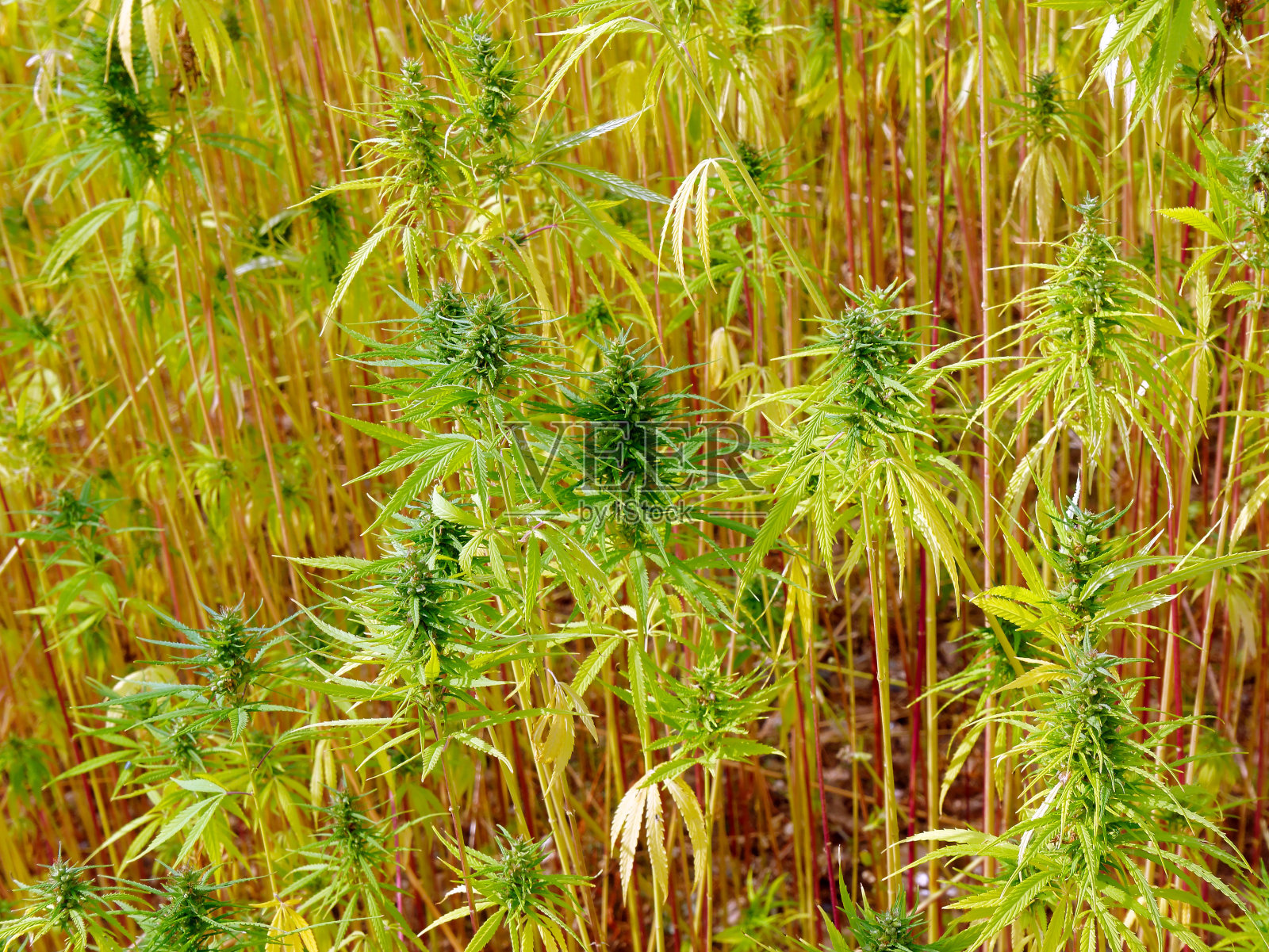 种植大麻植物照片摄影图片