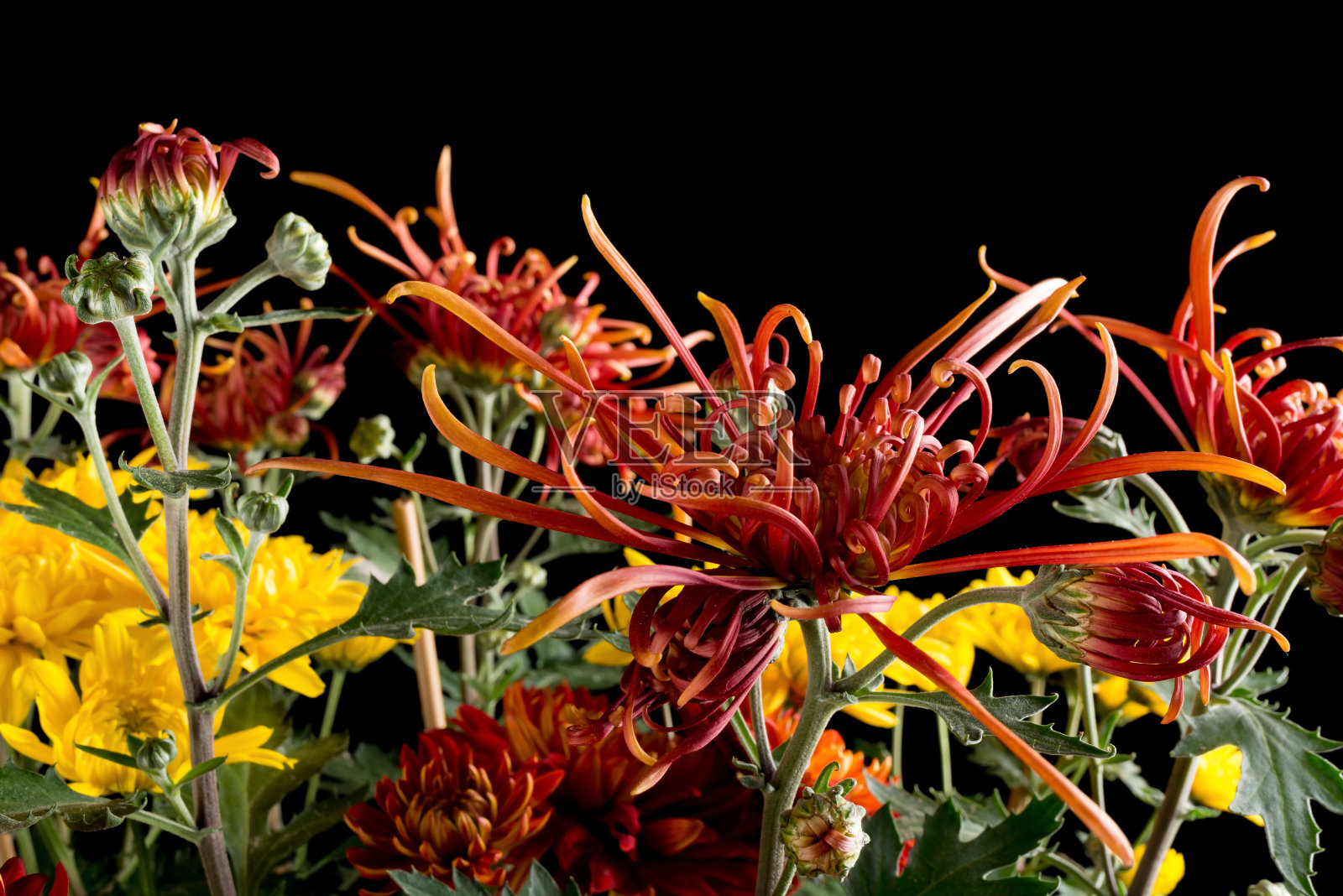 凋谢的五彩菊花上的黑色照片摄影图片