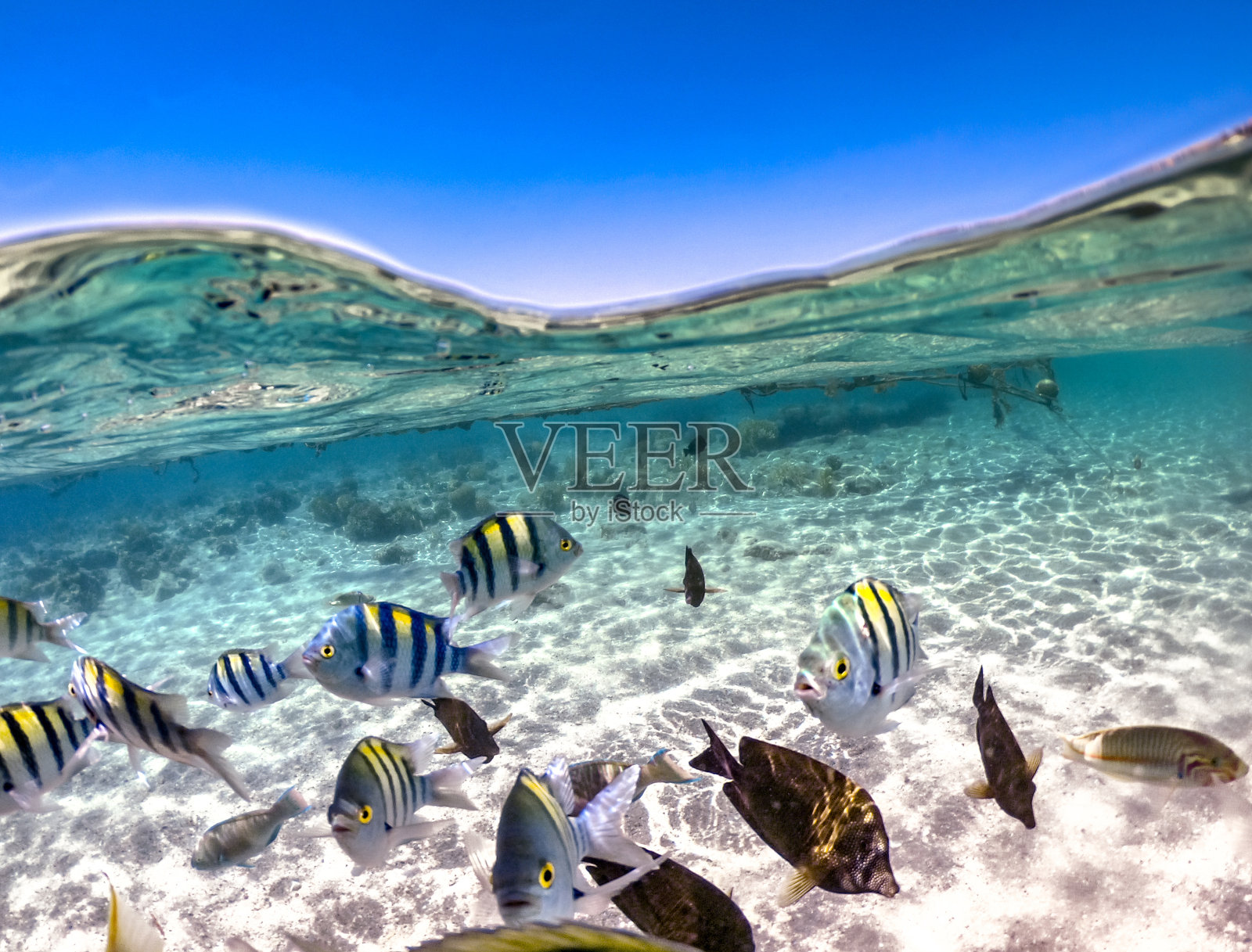 热带鱼海底生物的壮丽景色照片摄影图片