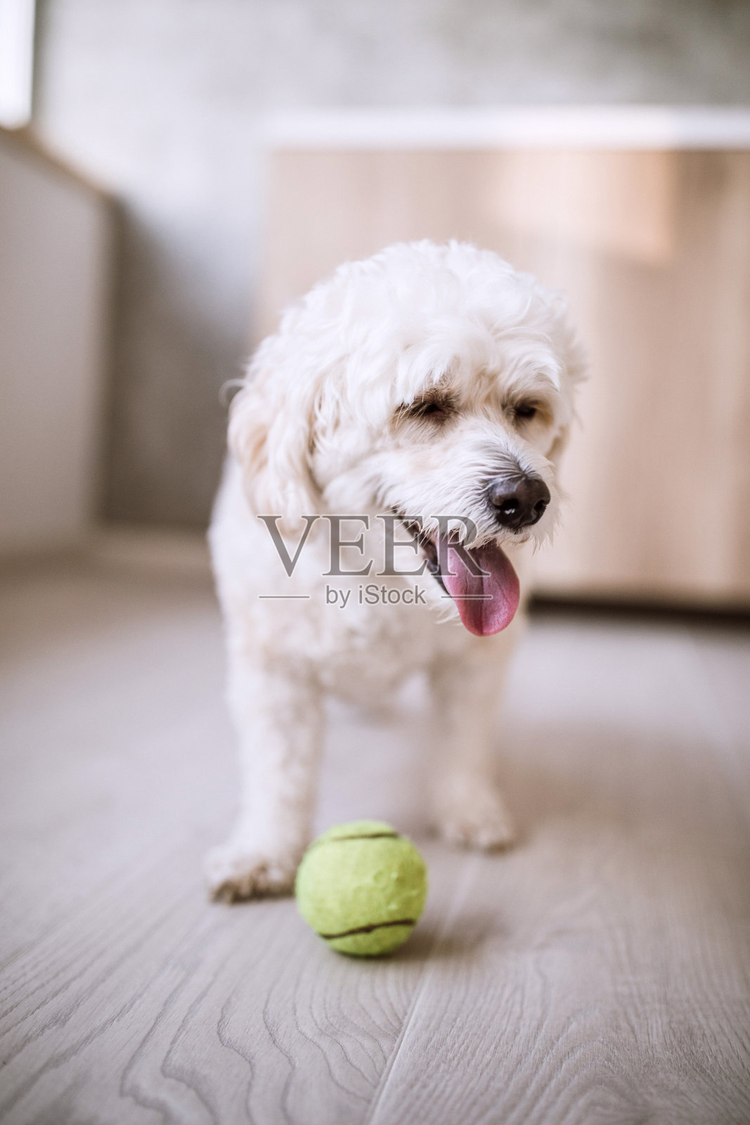 听话的小狗玩球照片摄影图片