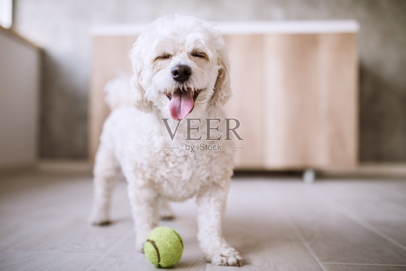 听话的小狗玩球照片摄影图片