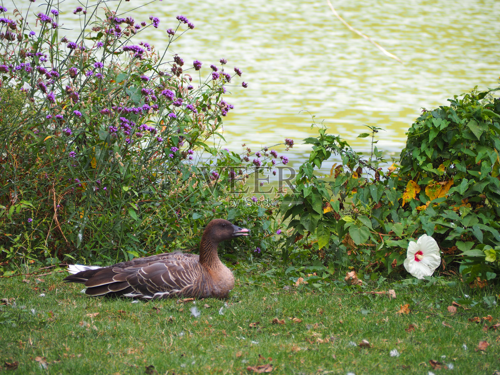 粉足鹅(学名:短喙鹅)照片摄影图片