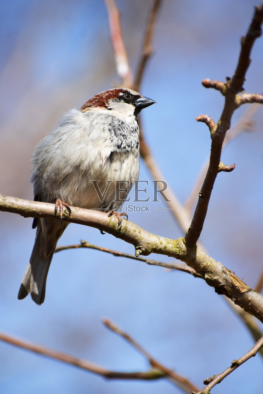 小麻雀鸟照片摄影图片